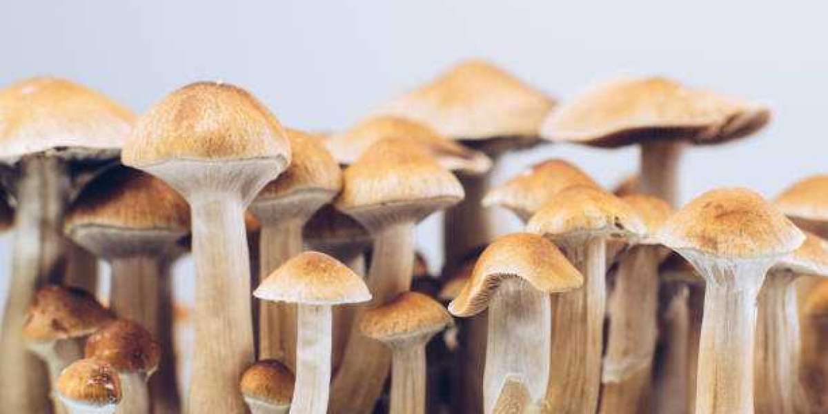 Magic mushrooms In Oklahoma