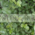 plantsonline Profile Picture